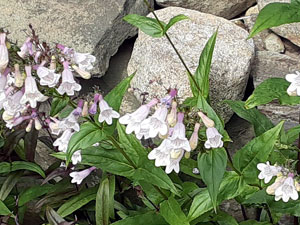 06-25