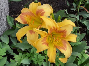 07-07